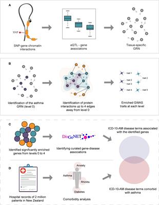 De novo identification of complex traits associated with asthma